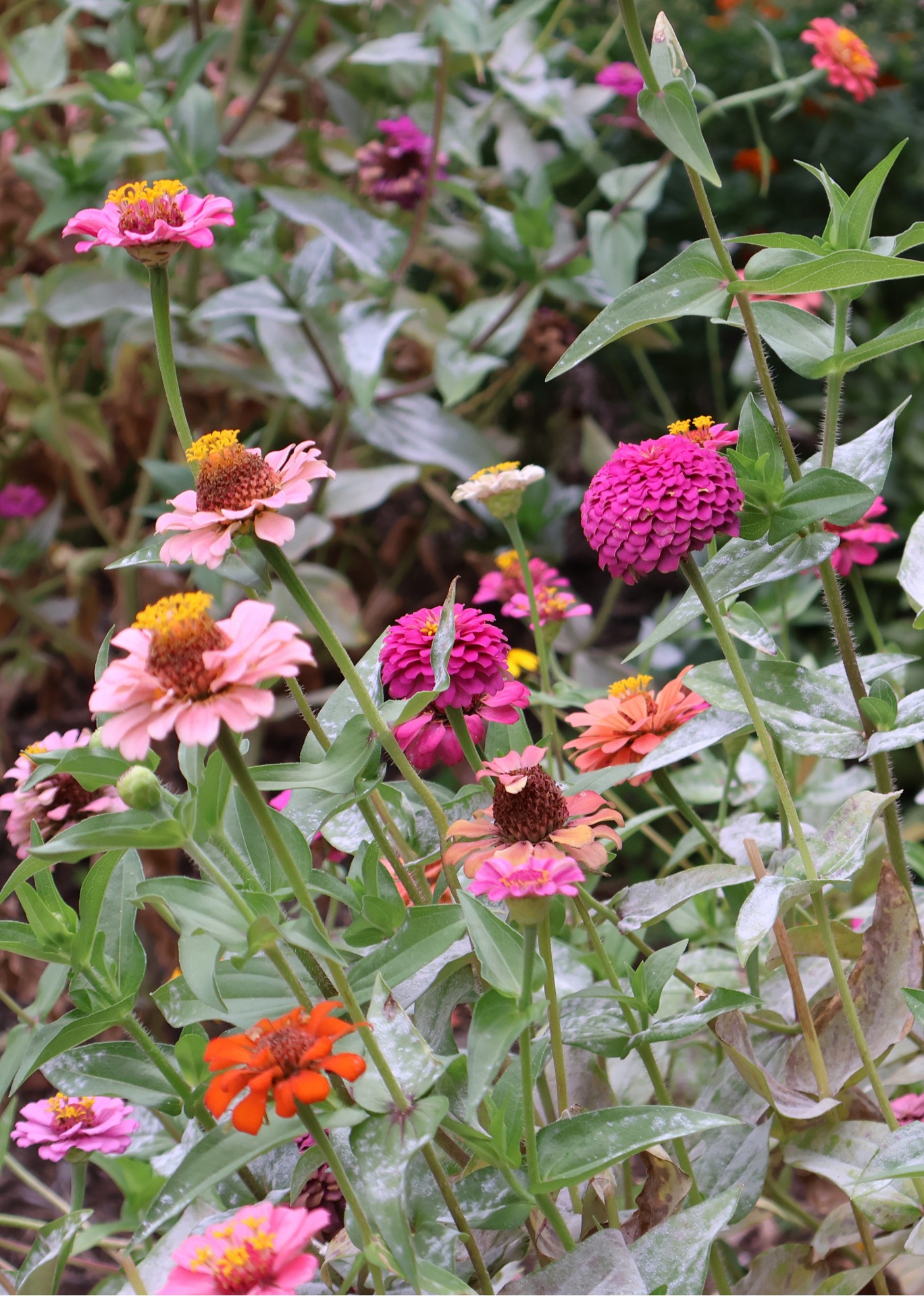 zinnias
