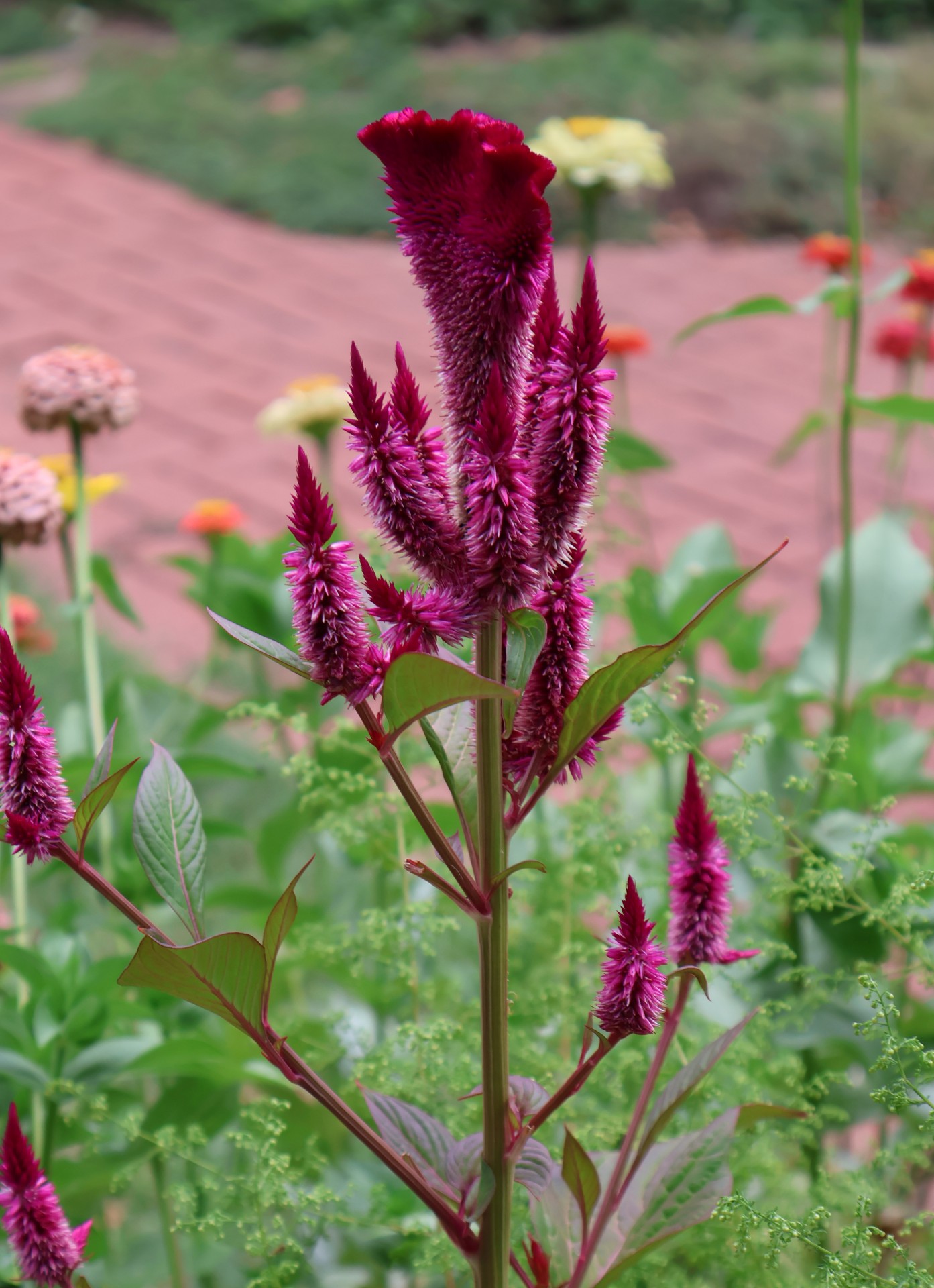 coxcomb