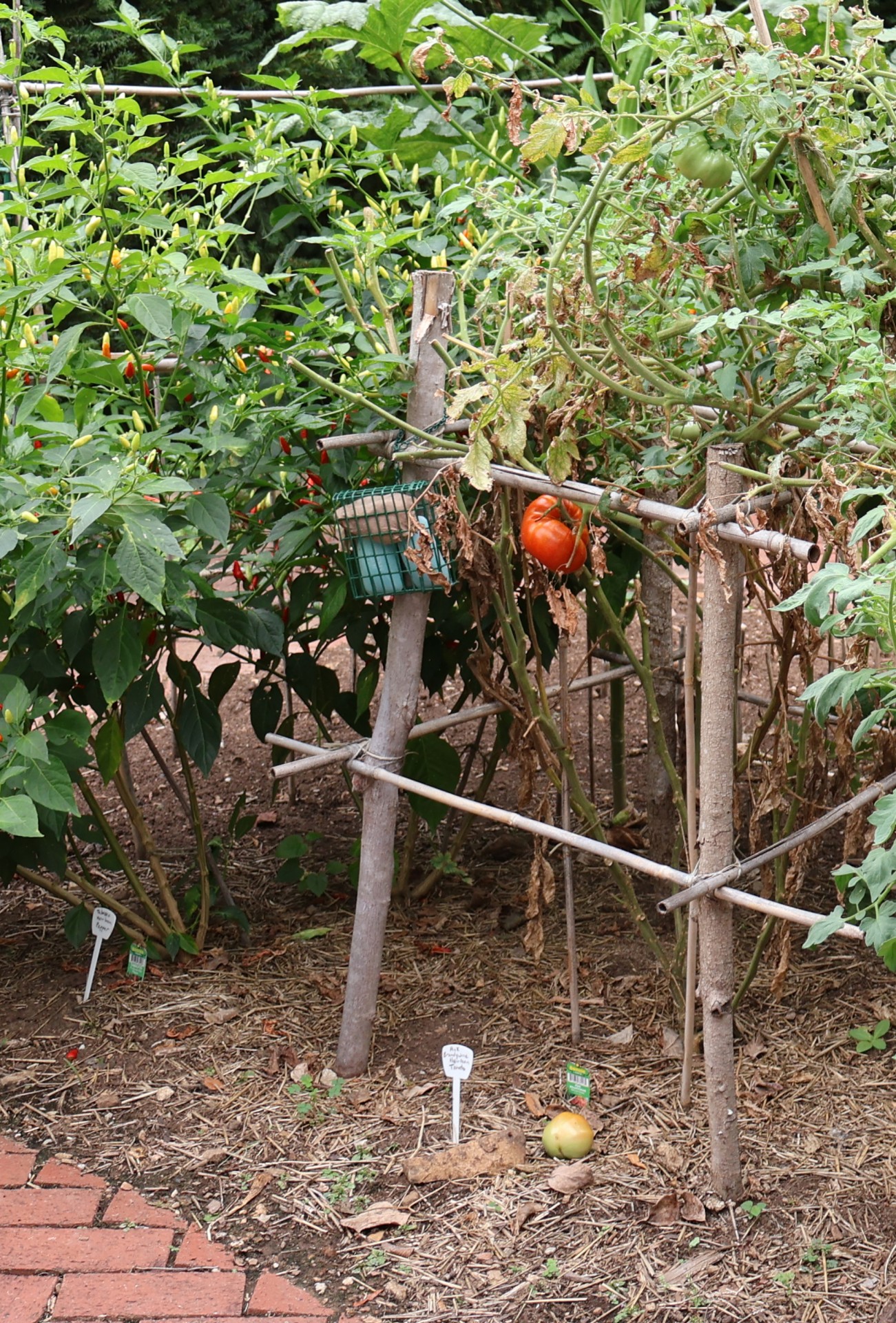 tomato