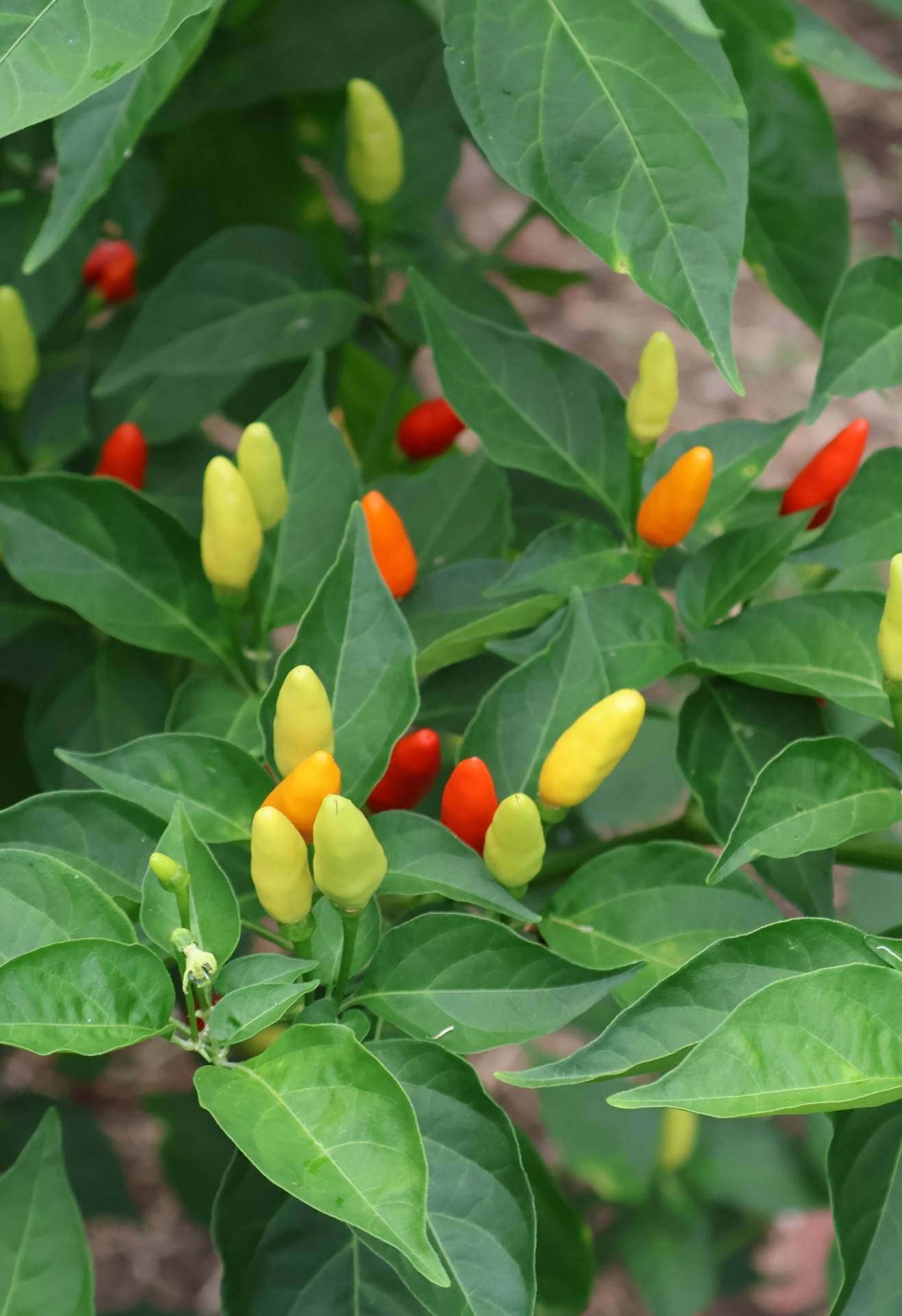 peppers