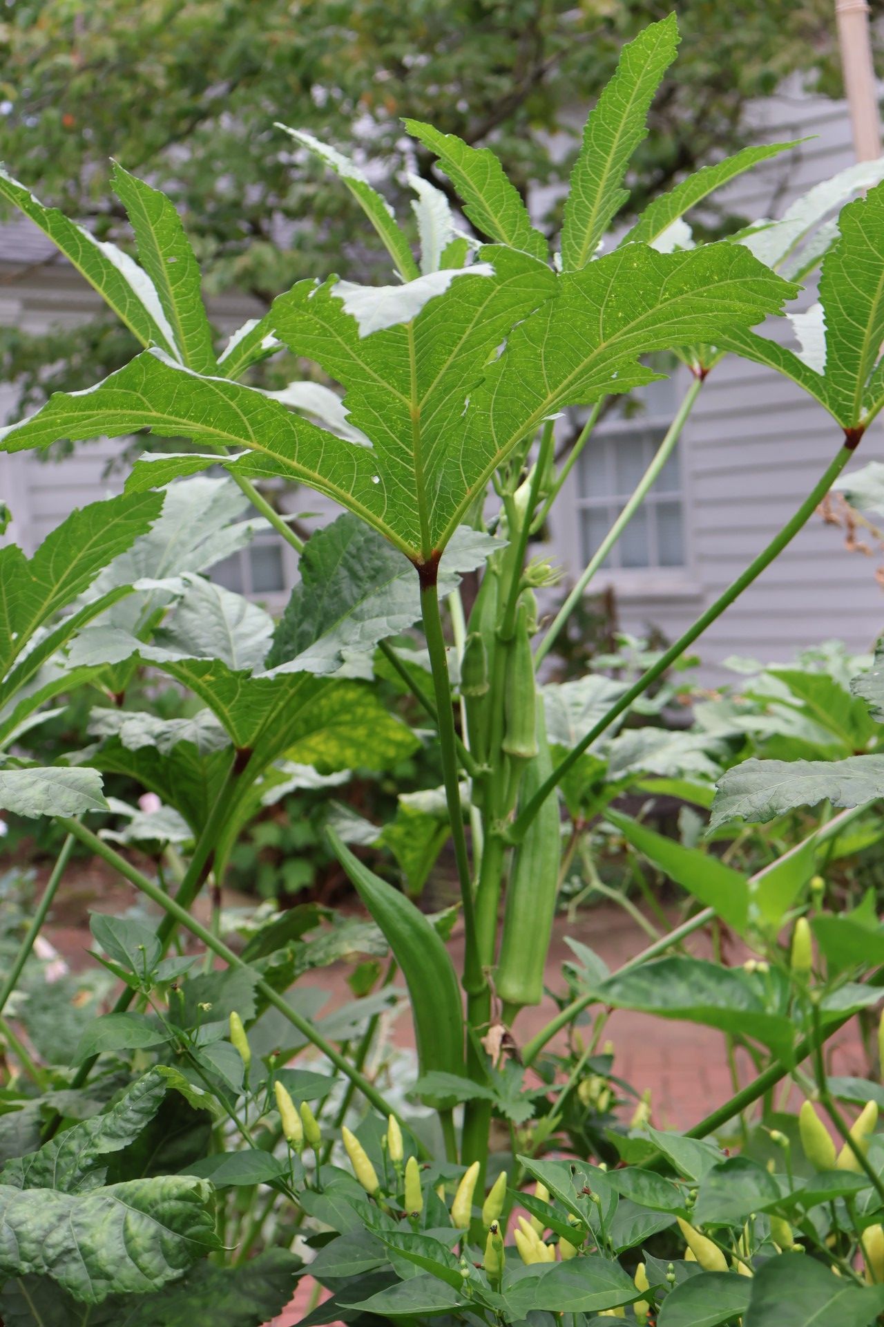 okra